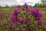 Rhododendron parvifolium. Верхушка цветущего растения. Сахалин, Северо-Сахалинская равн., р. Вал, заболоченное лиственичное редколесье. 23.06.2011.