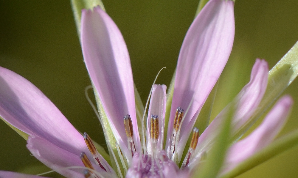 Изображение особи Geropogon hybridus.