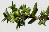 Lonicera ligustrina разновидность yunnanensis. Часть ветки с раскрывающимися соцветиями. Германия, г. Кемпен, в культуре. 20.04.2012.