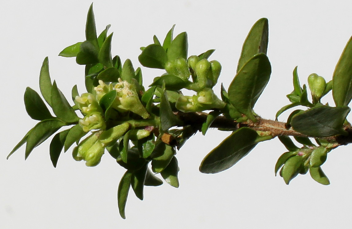 Image of Lonicera ligustrina var. yunnanensis specimen.