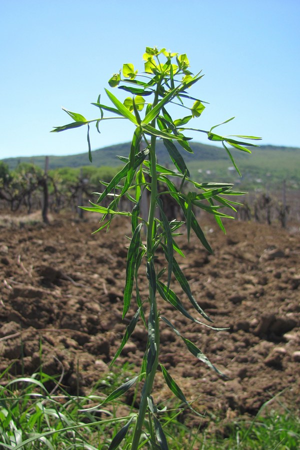 Image of Euphorbia virgata specimen.
