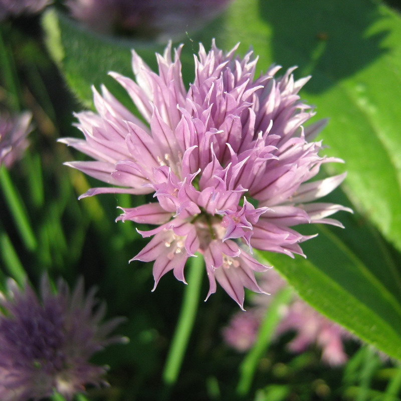 Image of Allium schoenoprasum specimen.