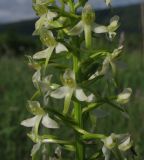 Platanthera &times; hybrida