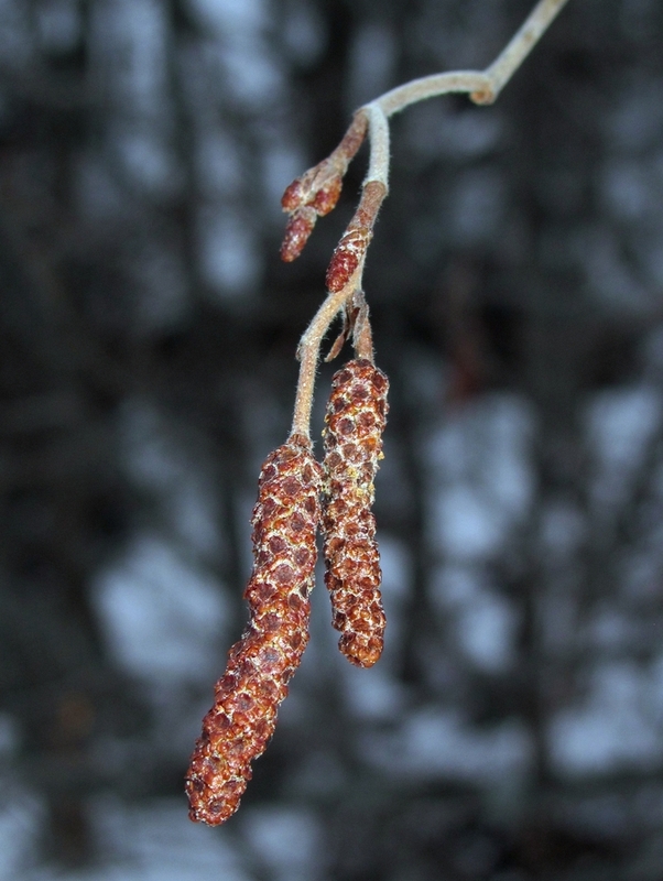 Изображение особи Alnus incana.