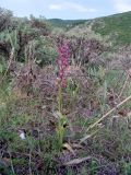 Anacamptis subspecies schirwanica