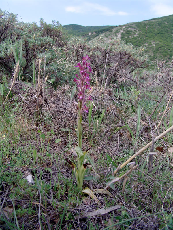 Изображение особи Anacamptis papilionacea ssp. schirwanica.
