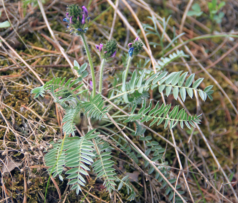 Изображение особи Oxytropis strobilacea.