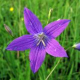 Campanula patula