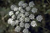 Pimpinella peregrina