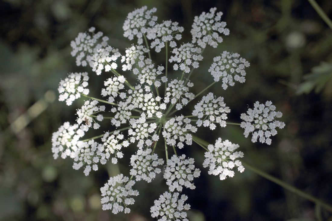 Изображение особи Pimpinella peregrina.