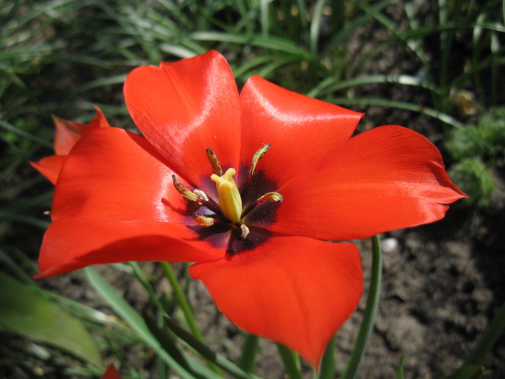 Изображение особи Tulipa linifolia.