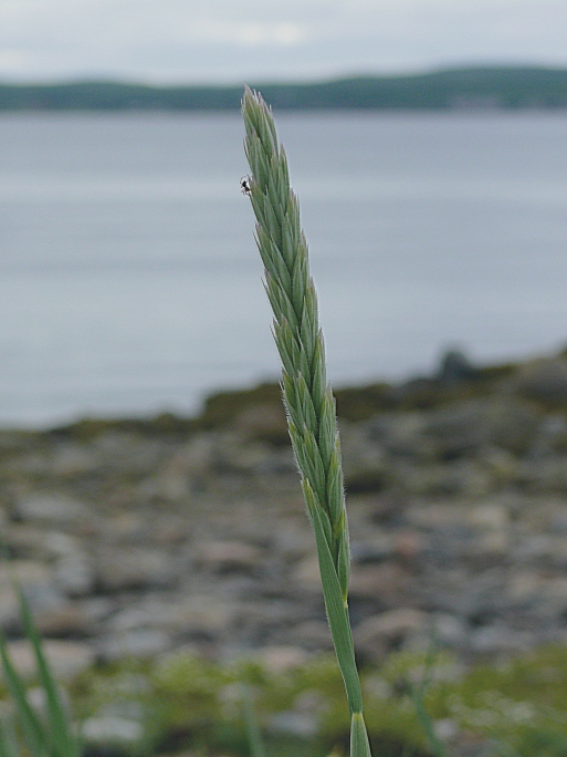 Image of Leymus arenarius specimen.