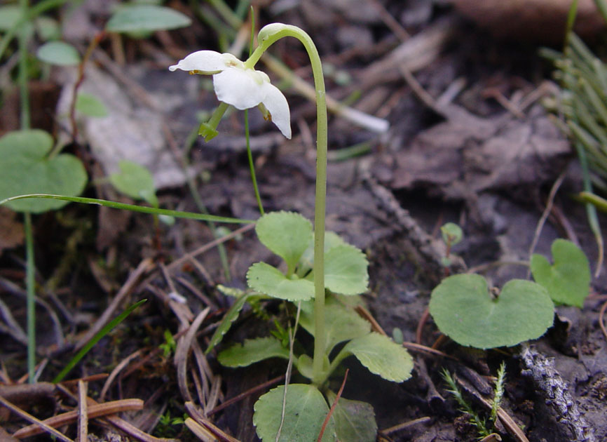 Image of Moneses uniflora specimen.