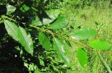 Salix × tetrapla. Часть побега. Окр. Архангельска, 21.07.2012.