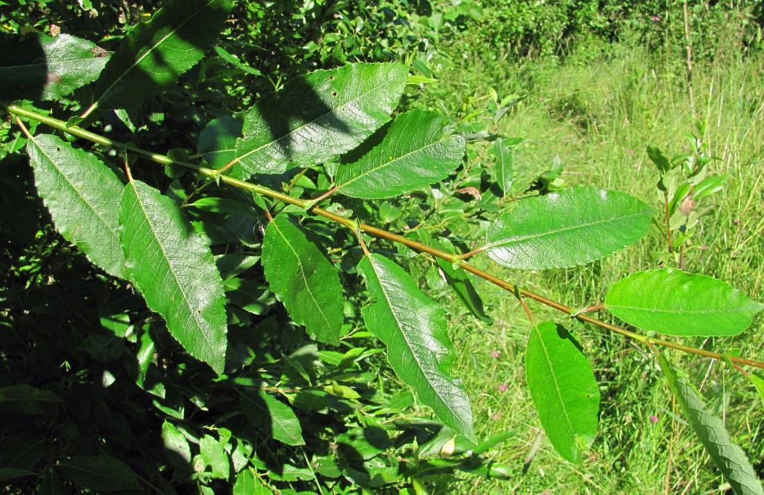 Image of Salix × tetrapla specimen.