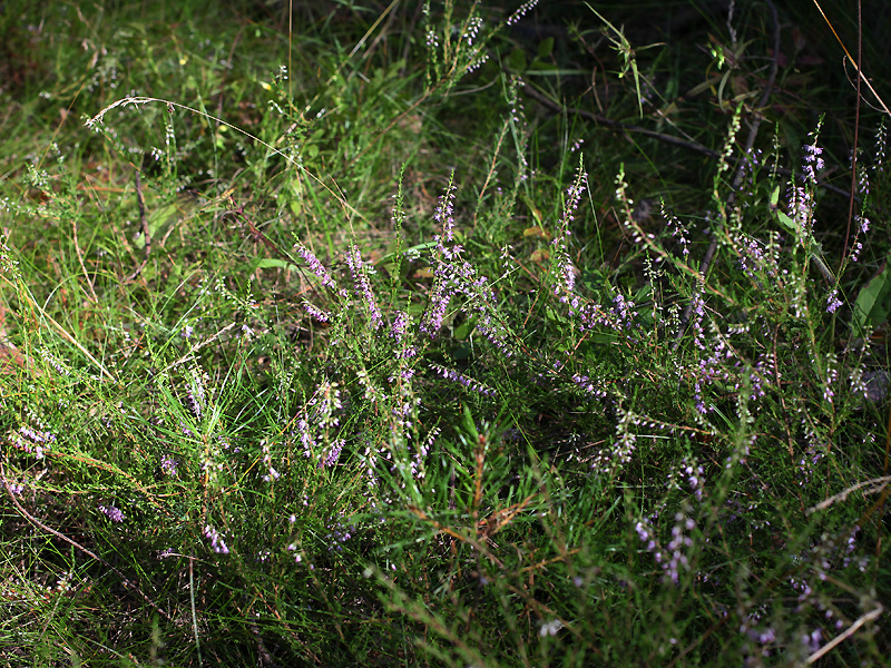 Image of Calluna vulgaris specimen.