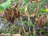 Astragalus glycyphyllos