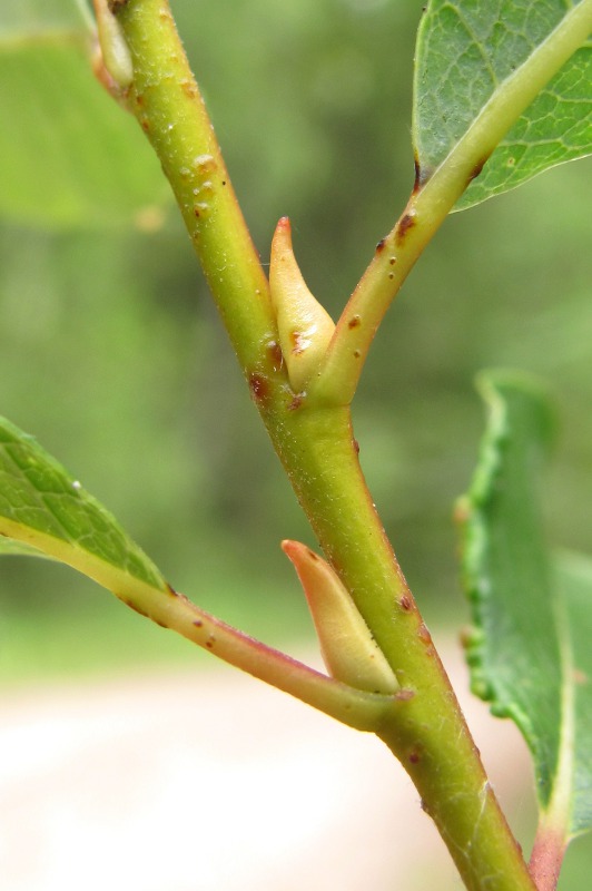 Image of Salix starkeana specimen.