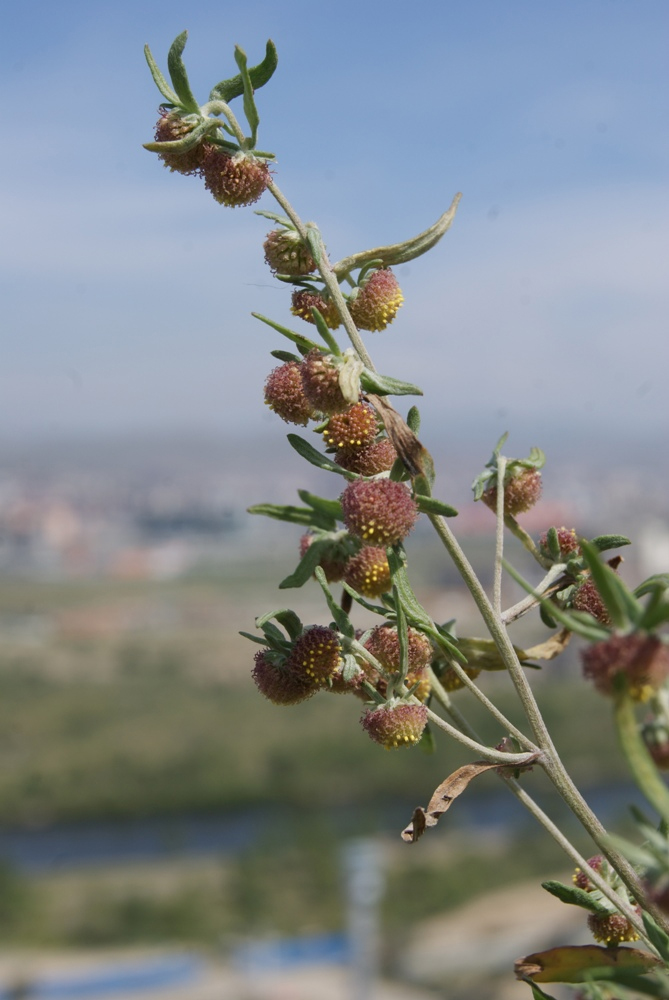 Image of Artemisia macrocephala specimen.