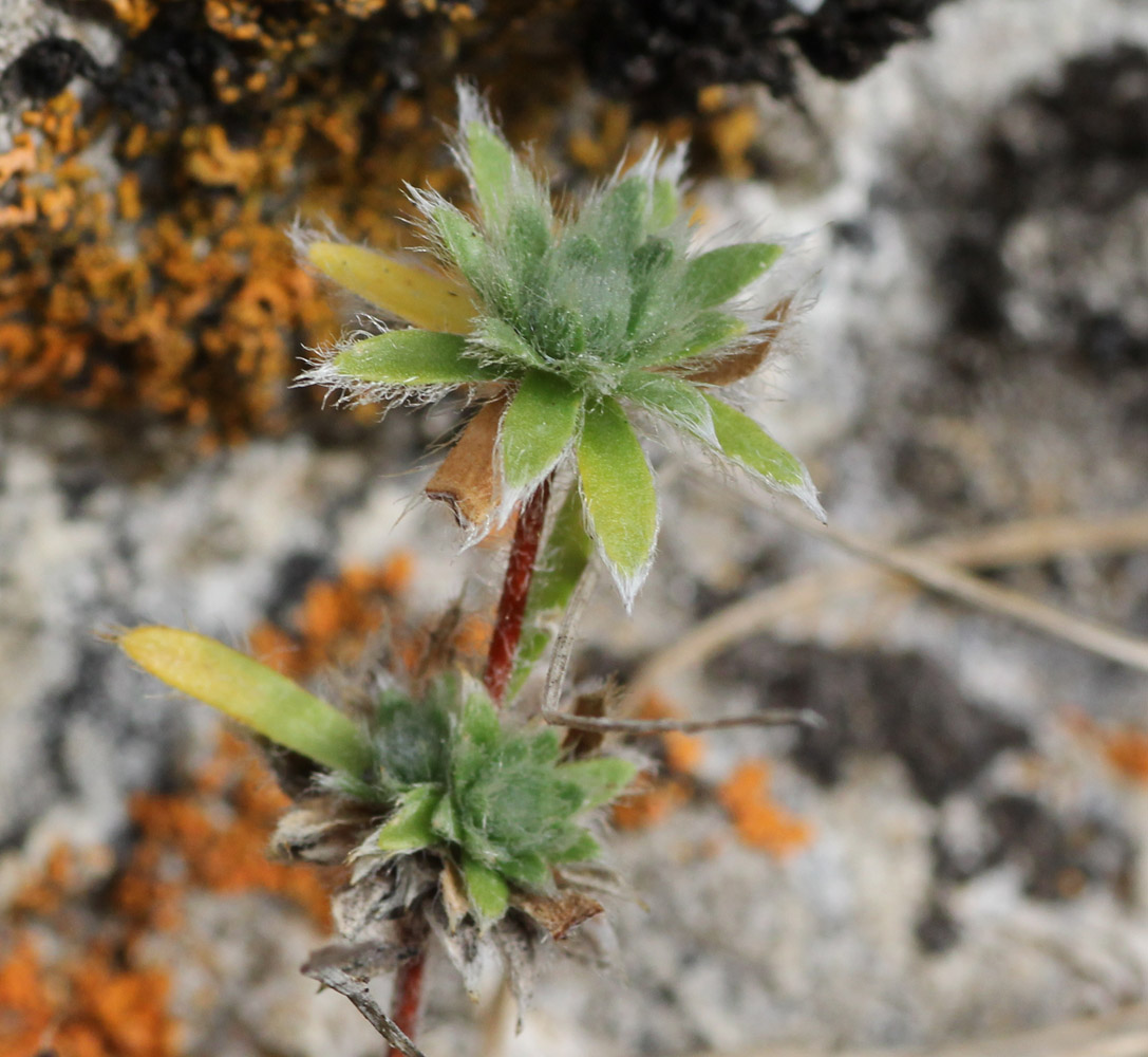 Image of Androsace barbulata specimen.