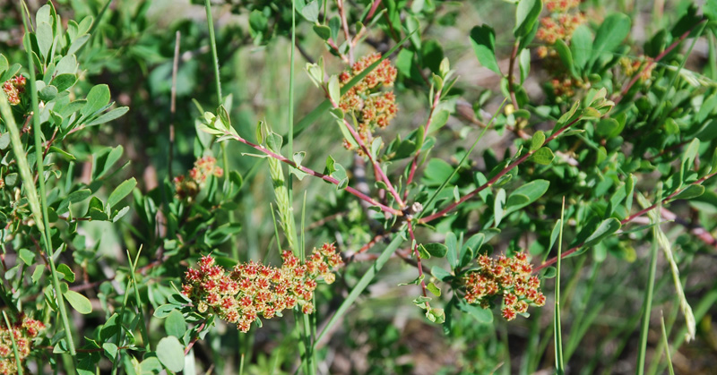 Изображение особи Spiraea hypericifolia.