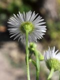 Erigeron annuus