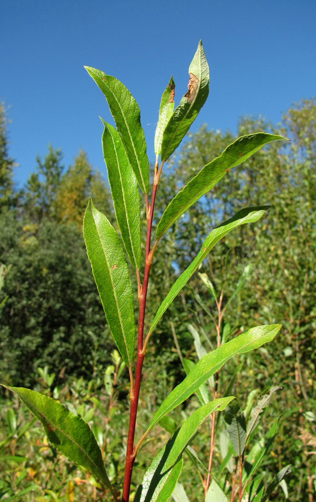 Image of Salix phylicifolia specimen.
