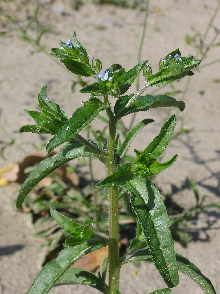 Изображение особи Lappula squarrosa.