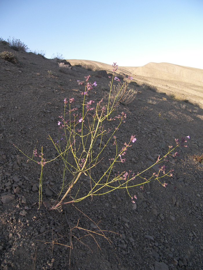 Image of Nepeta teucriifolia specimen.