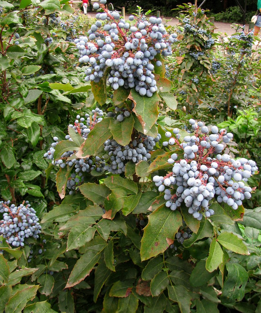 Изображение особи Mahonia aquifolium.