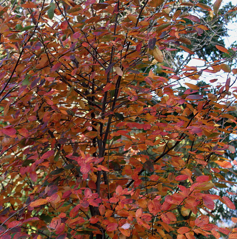 Изображение особи Amelanchier canadensis.