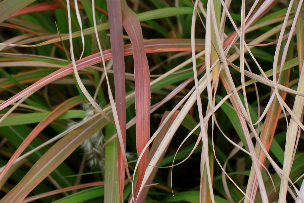 Изображение особи Miscanthus sinensis.