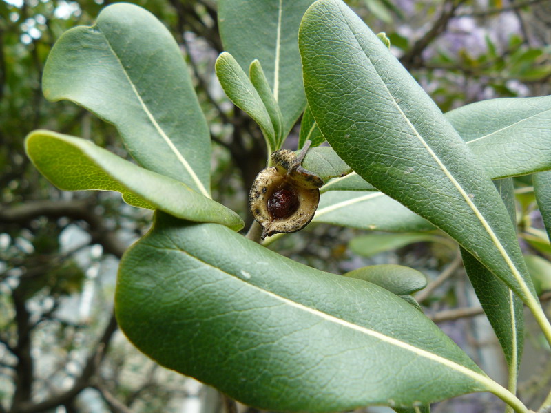 Image of Pittosporum tobira specimen.