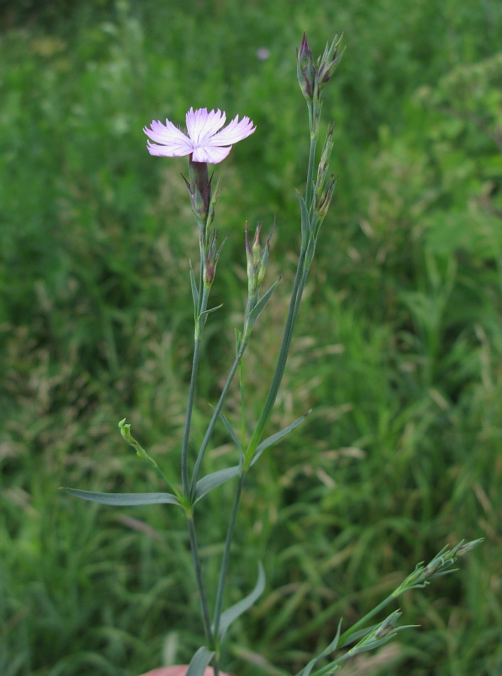 Image of Dianthus fischeri specimen.
