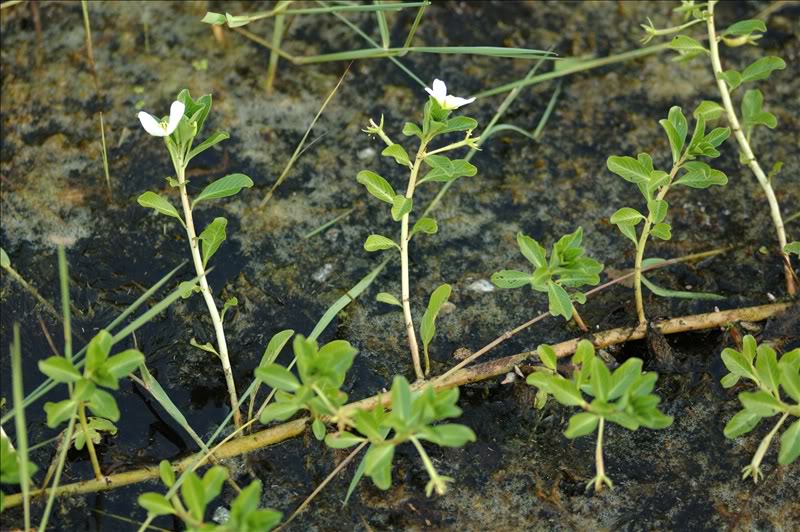 Image of Ludwigia adscendens specimen.