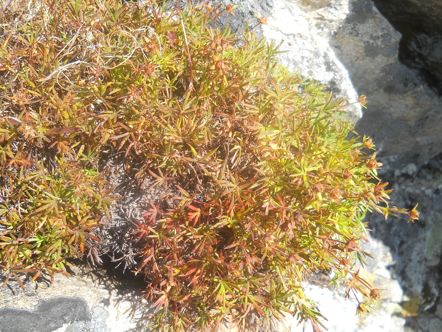 Image of Potentilla biflora specimen.