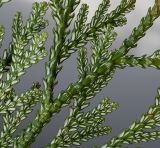 Thujopsis dolabrata