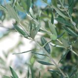 Olea europaea. Часть ветви с незрелыми плодами. Черногория, окр. г. Ульцинь, в культуре. 09.07.2011.