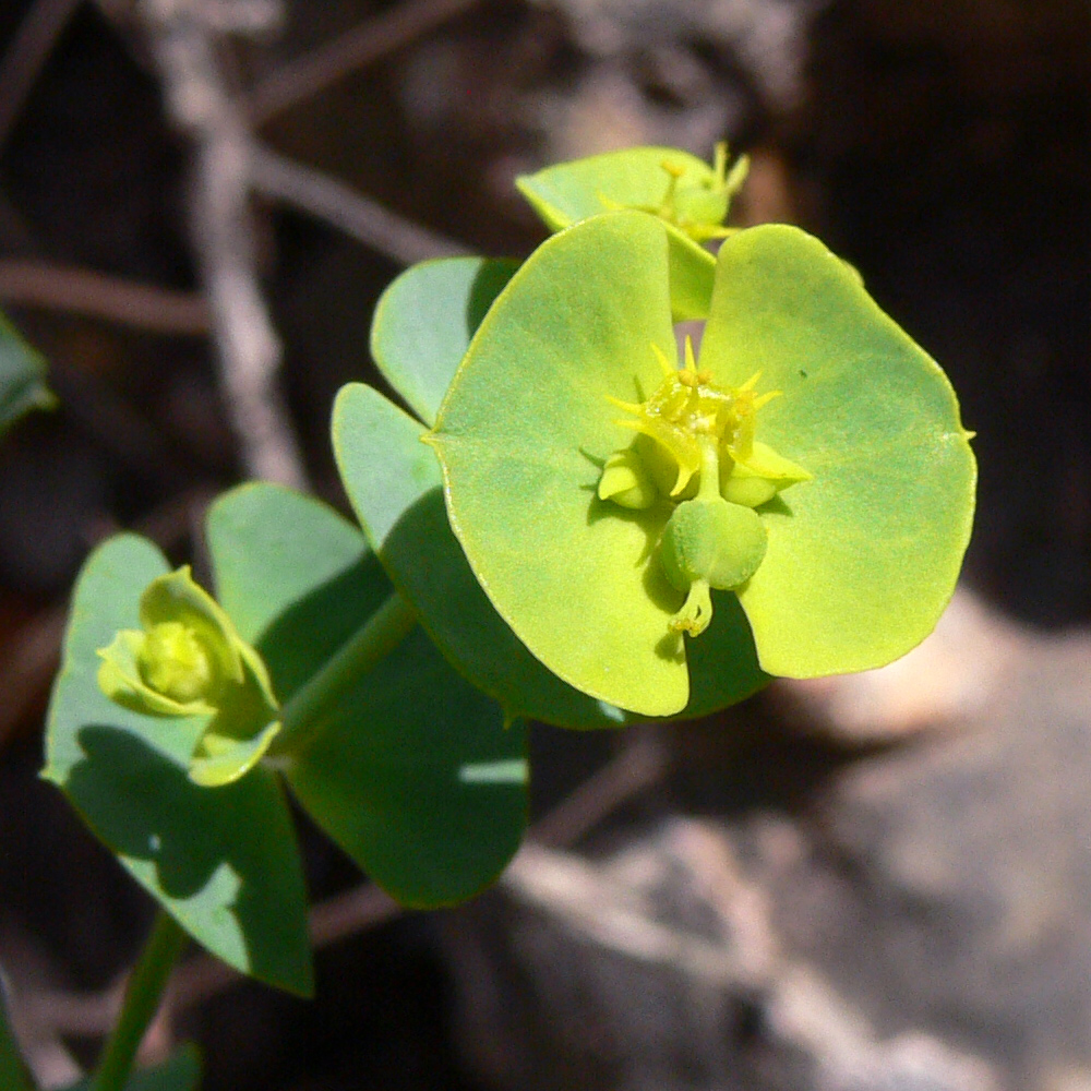 Image of Euphorbia terracina specimen.