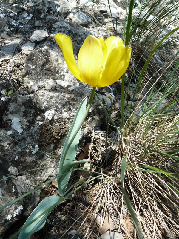 Изображение особи Tulipa suaveolens.