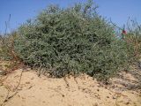 Echiochilon fruticosum