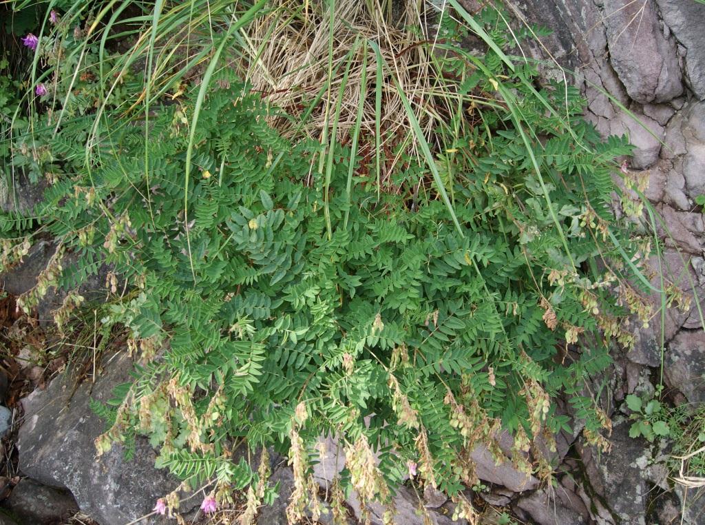 Изображение особи Hedysarum branthii.