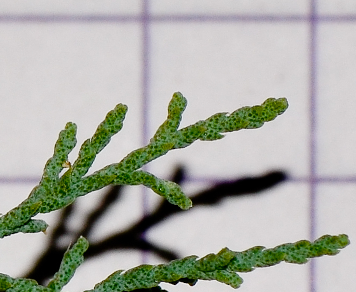 Image of Tamarix nilotica specimen.