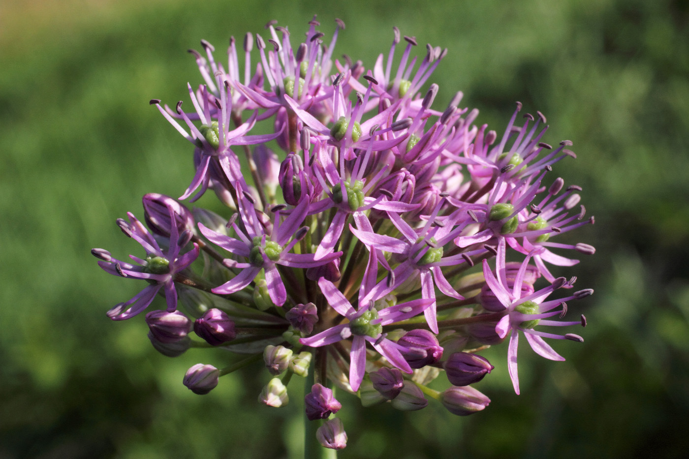 Image of Allium suworowii specimen.