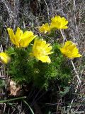 Adonis vernalis