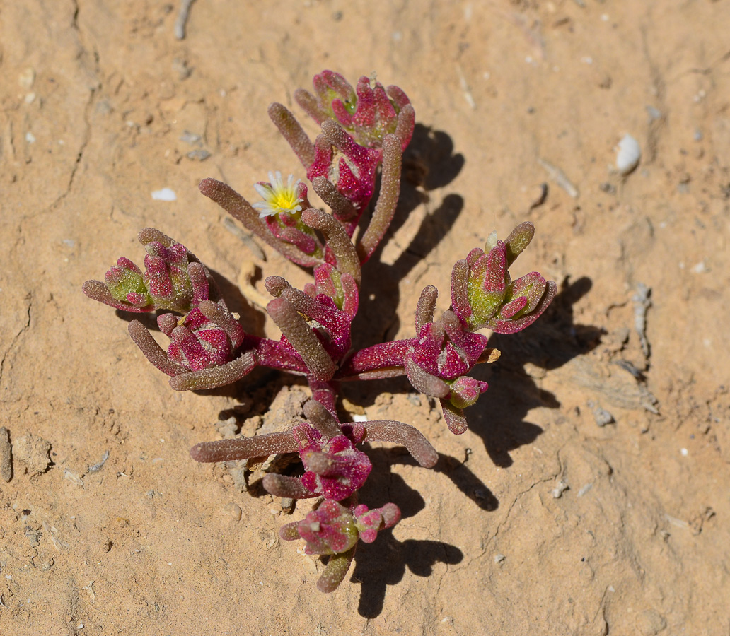 Image of Mesembryanthemum nodiflorum specimen.