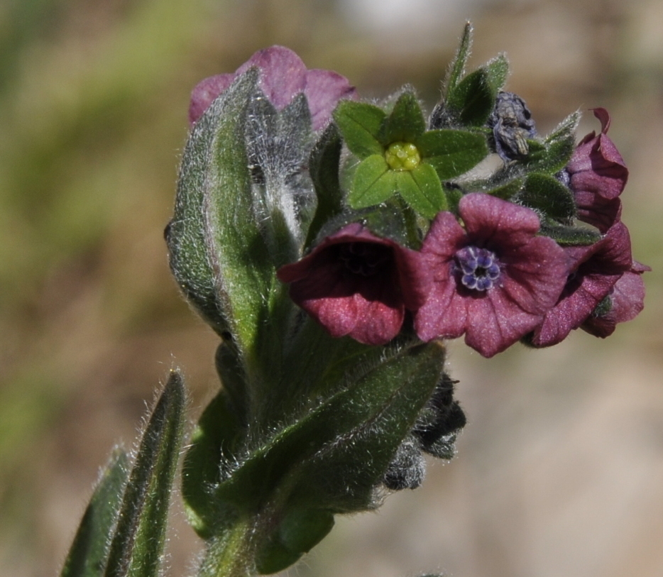 Image of Cynoglossum montanum specimen.