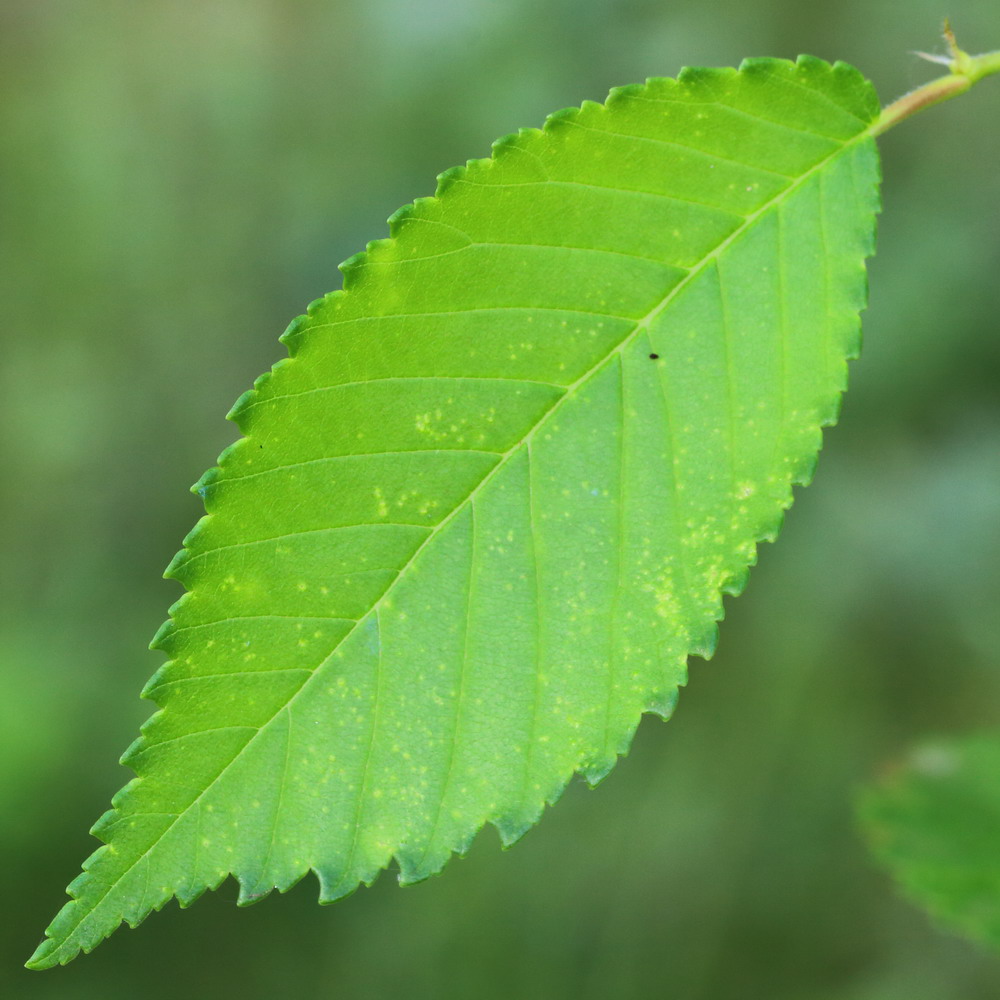 Изображение особи Ulmus pumila.