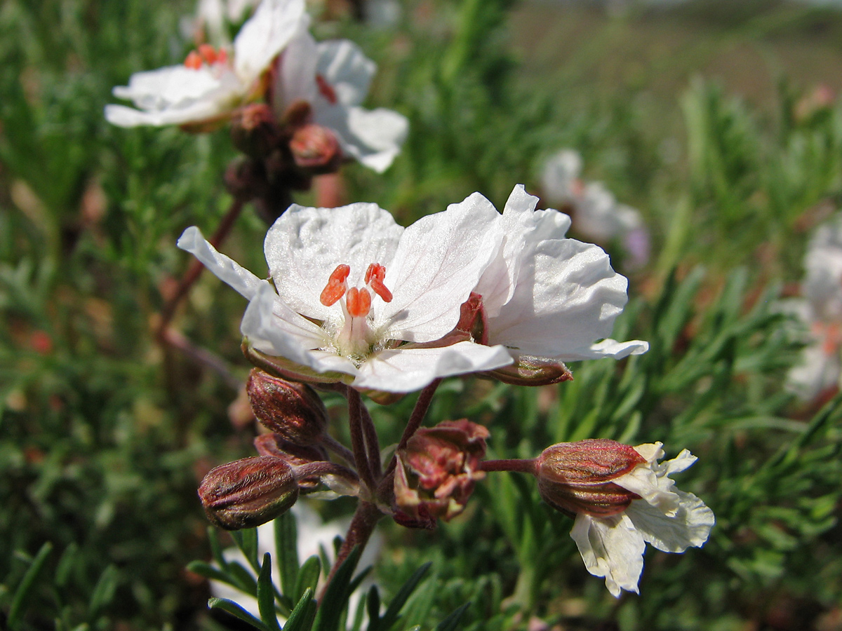 Изображение особи Erodium beketowii.