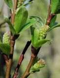 Salix arbuscula. Часть ветви с зацветающими мужскими соцветиями. Архангельская обл., Пинежский р-н, юго-восточные окр. Пинежского заповедника, лес в районе распространения карста, обрыв. 28.05.2013.